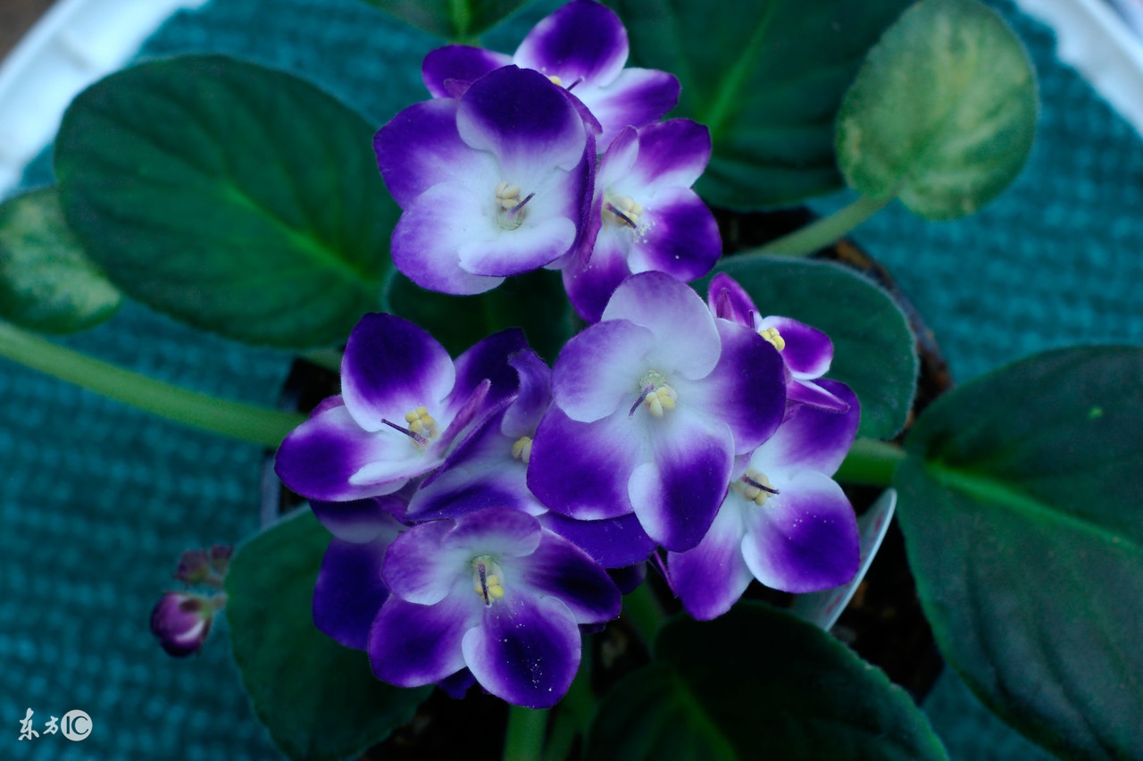爆盆、开花不断|美丽可人的非洲紫罗兰,一下就俘获女生的芳心了