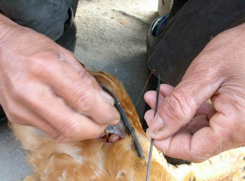 传统阉鸡技术教程视频,古老的阉鸡技术