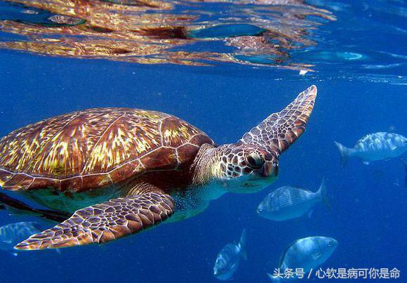 泰国选岛指南,泰国普吉岛一日游选岛全攻略