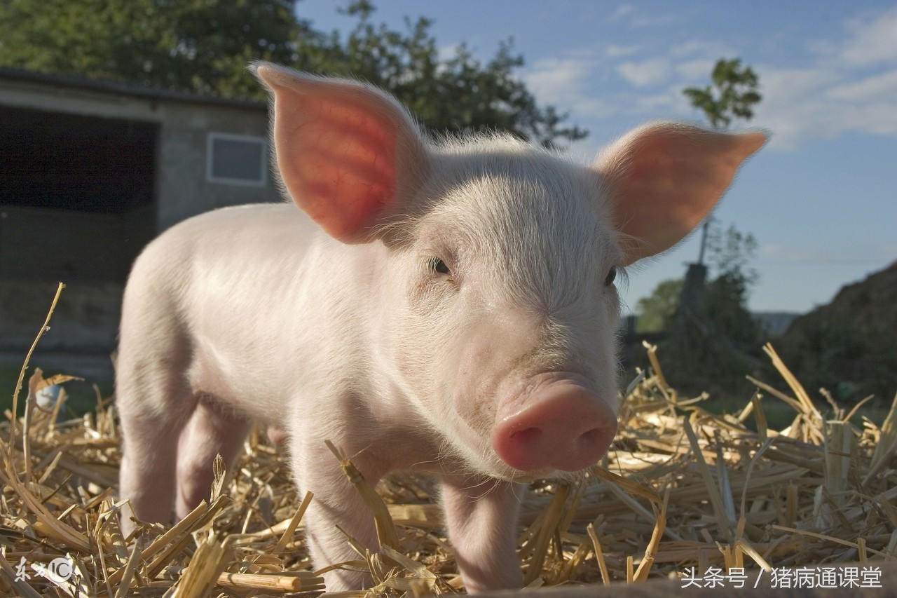 小猪换料一直拉稀怎么办,小猪仔拉稀最简单的秘方