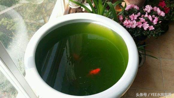 金鱼正确的养法,金鱼的正确养法视频