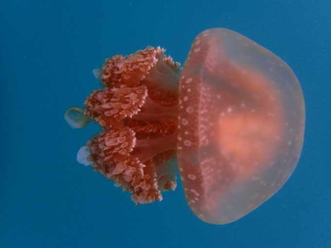 帕劳旅行全攻略,帕劳旅行攻略最佳方案