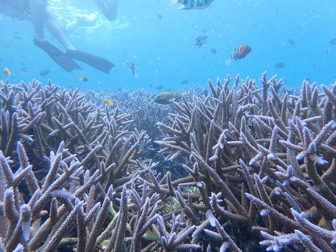 帕劳旅行全攻略,帕劳旅行攻略最佳方案