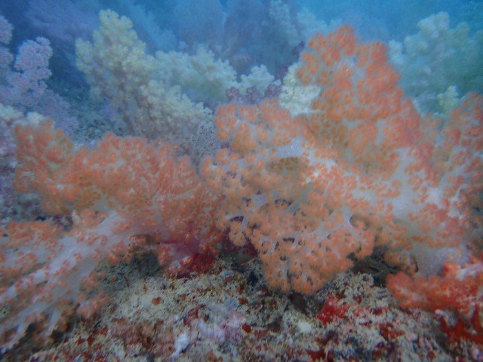 帕劳旅行全攻略,帕劳旅行攻略最佳方案