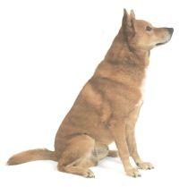 卡南犬性格特征,卡南犬与土狗区别