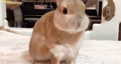 养只兔子做宠物怎么样,养兔子当宠物的注意事项和禁忌