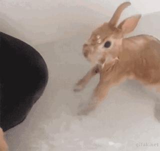 养只兔子做宠物怎么样,养兔子当宠物的注意事项和禁忌