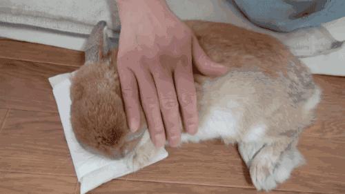 养只兔子做宠物怎么样,养兔子当宠物的注意事项和禁忌