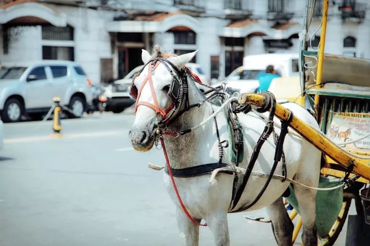 马尼拉菲律宾自由行 (2019菲律宾马尼拉游记)