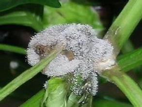 辣椒灰霉病的最佳防治方法,辣椒灰霉病和霜霉病图片