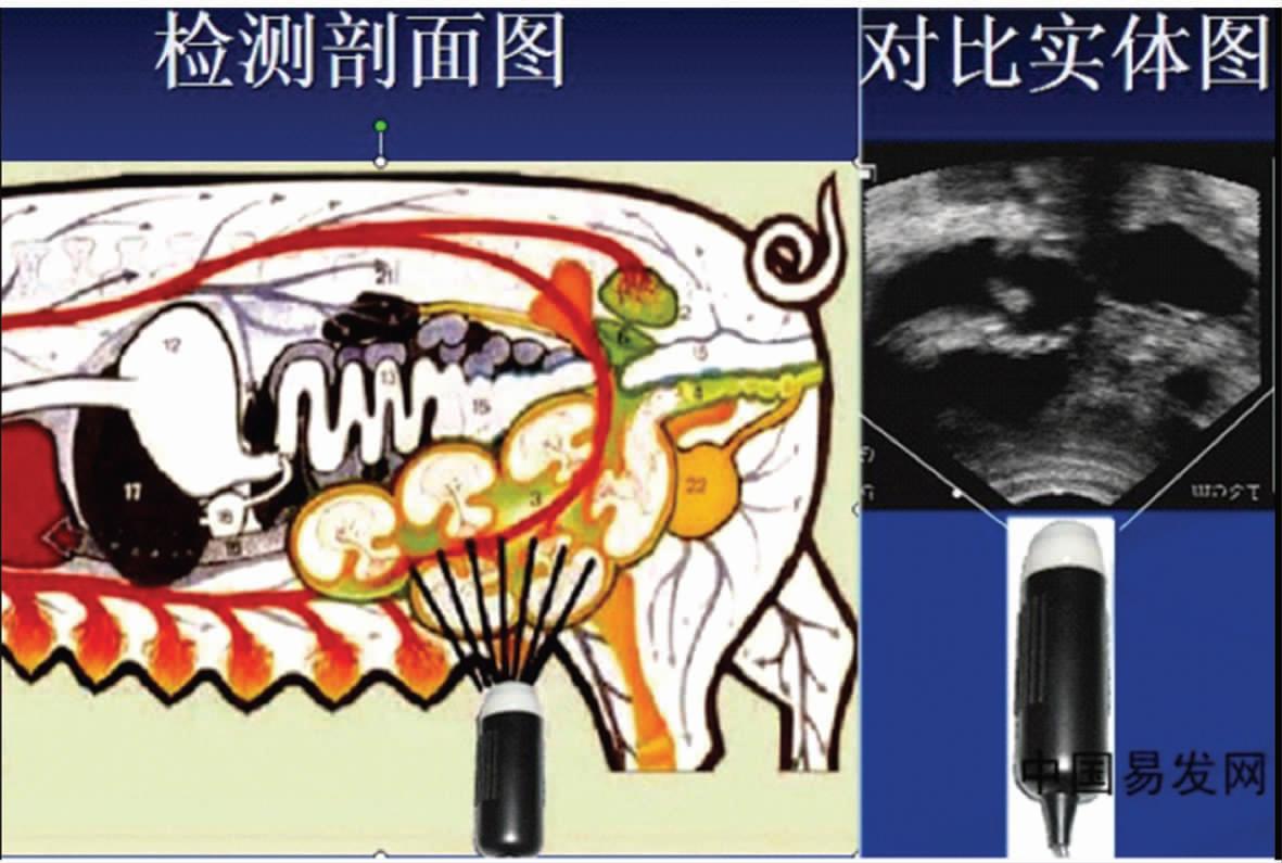 B超对猪场的生产中的应用