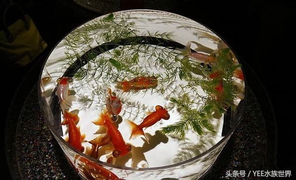 金鱼正确的养法,金鱼的正确养法视频