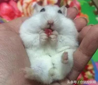 三线仓鼠如何躺手,仓鼠睡觉躺手可爱瞬间