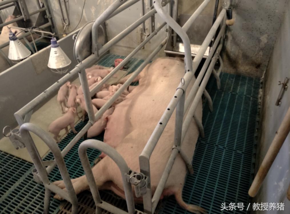 猪场母猪产床图片,母猪产舍