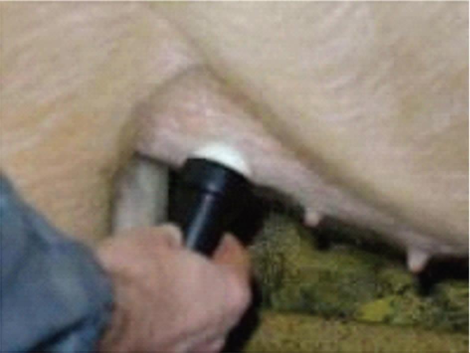 B超对猪场的生产中的应用