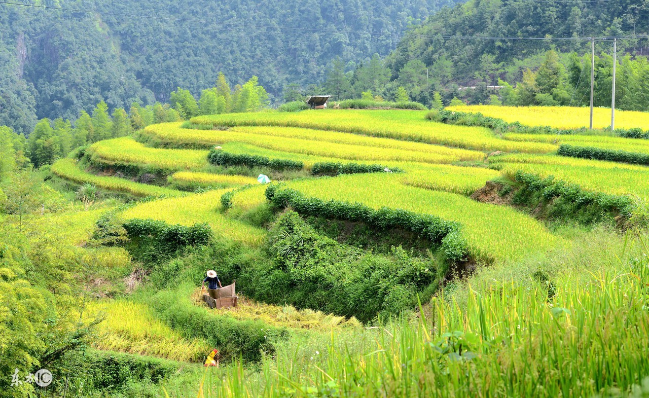 属马的人适合养什么花招财,属马的人最适合养什么宠物