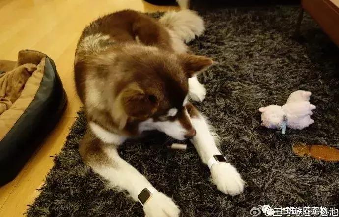 coco王思聪,王思聪名媛女友