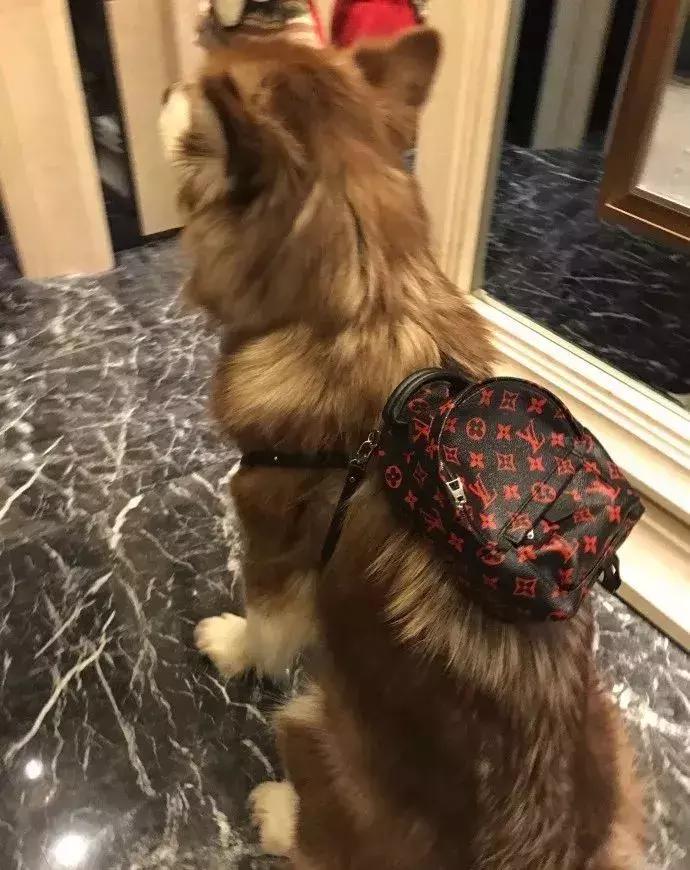 coco王思聪,王思聪名媛女友