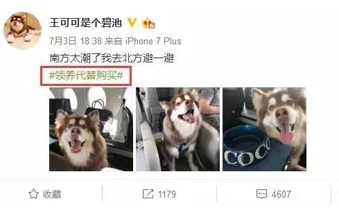 coco王思聪,王思聪名媛女友