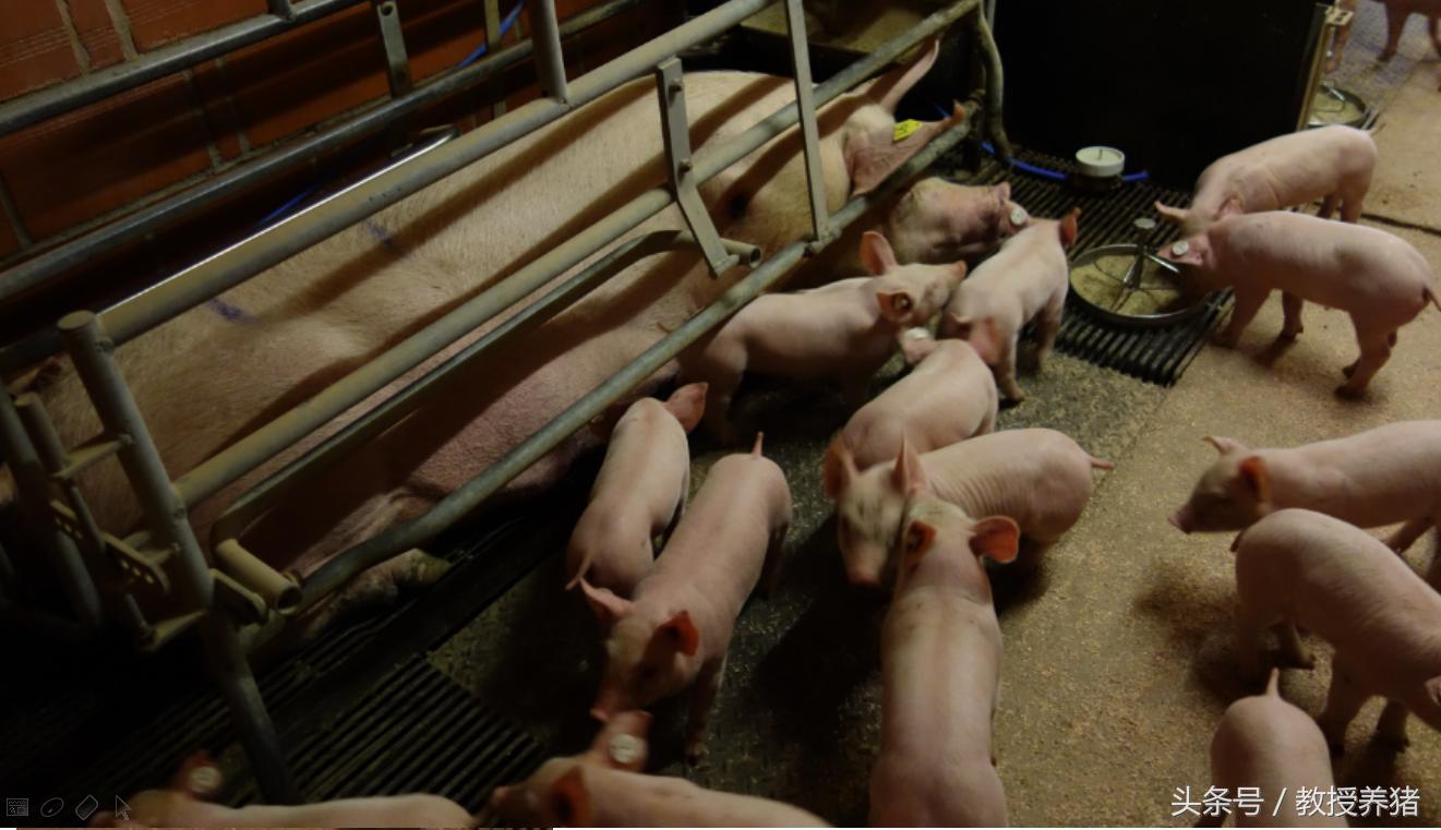 猪场母猪产床图片,母猪产舍