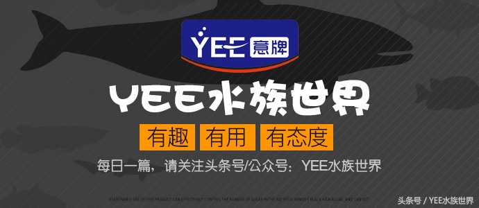 金鱼正确的养法,金鱼的正确养法视频