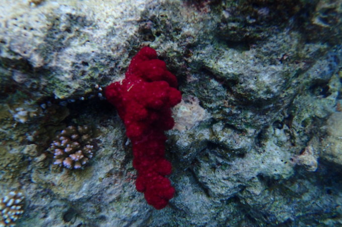 帕劳旅行全攻略,帕劳旅行攻略最佳方案