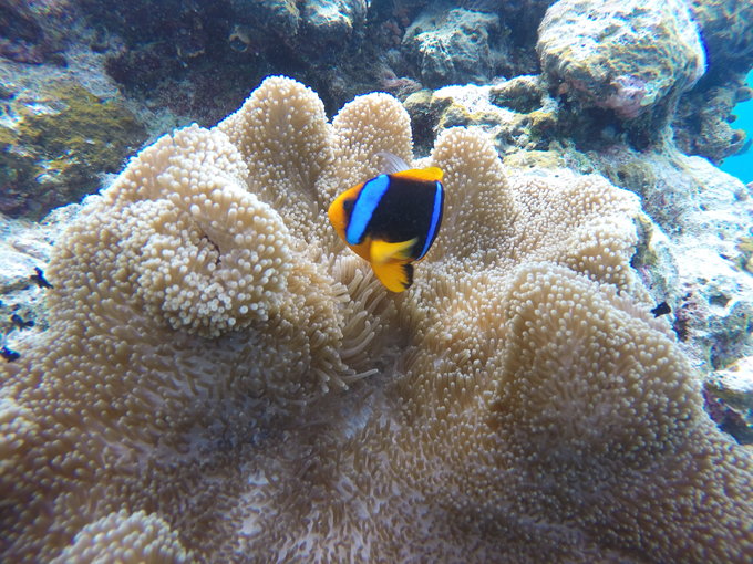 帕劳旅行全攻略,帕劳旅行攻略最佳方案