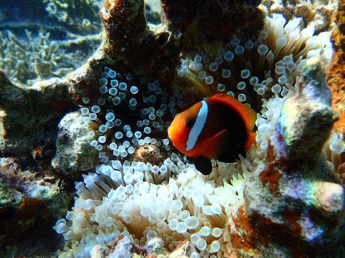 帕劳旅行全攻略,帕劳旅行攻略最佳方案