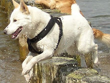 卡南犬性格特征,卡南犬与土狗区别