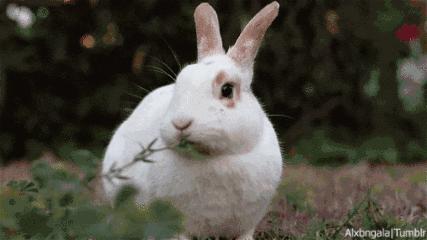 养只兔子做宠物怎么样,养兔子当宠物的注意事项和禁忌