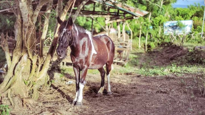 马尼拉菲律宾自由行 (2019菲律宾马尼拉游记)