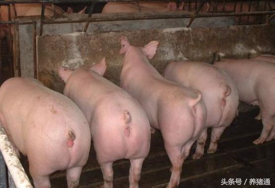 养母猪划算还是养肉猪划算,养母猪要养哪种品种最好