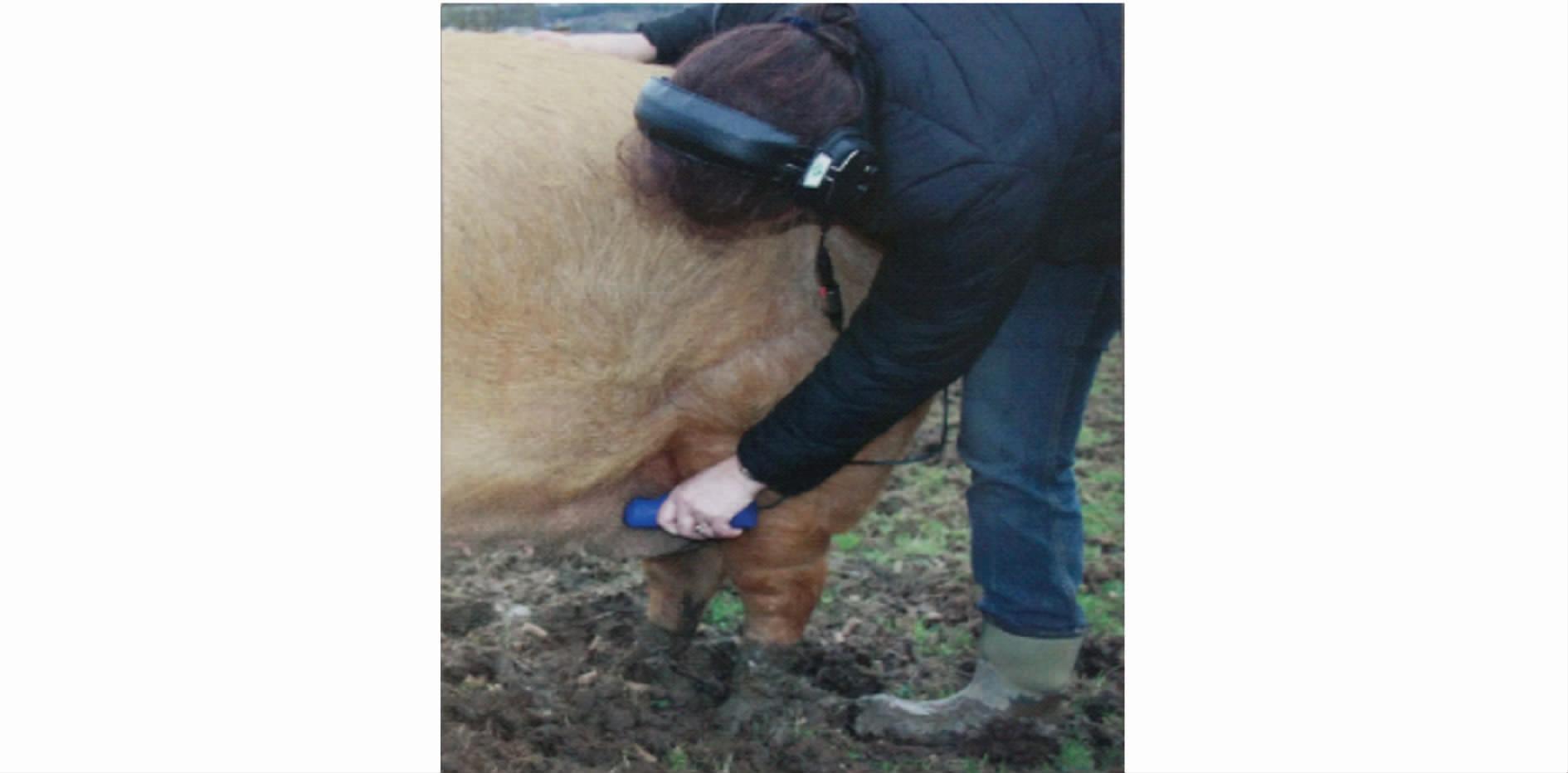 B超对猪场的生产中的应用