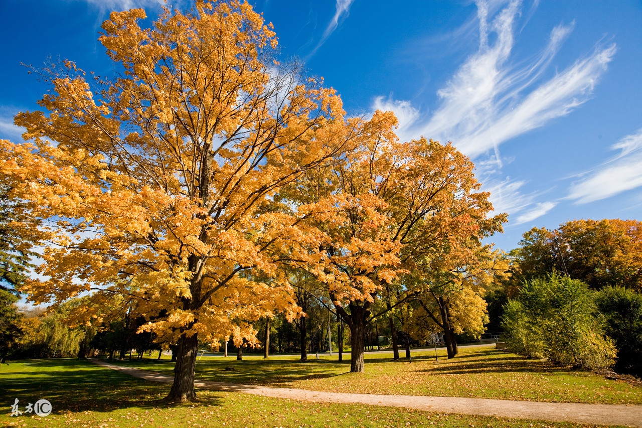 属马的人适合养什么花招财,属马的人最适合养什么宠物