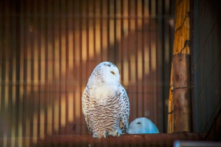 元旦｜做一个现代白领在「日本新年」来临前的谜之淡定
