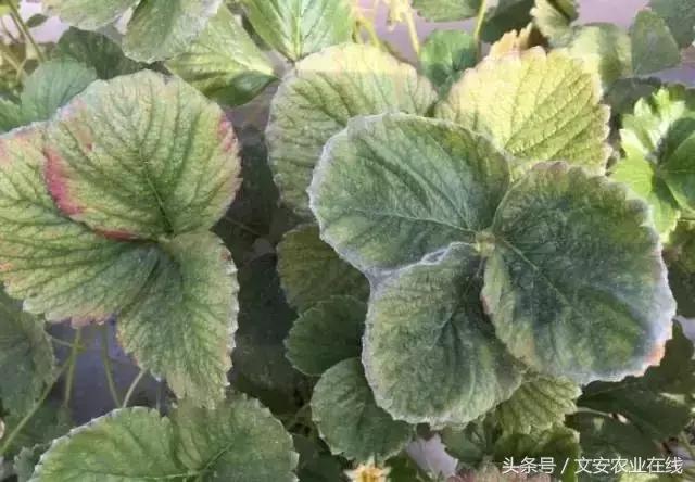 草莓得了红蜘蛛怎么治疗,草莓红蜘蛛病害怎么治病