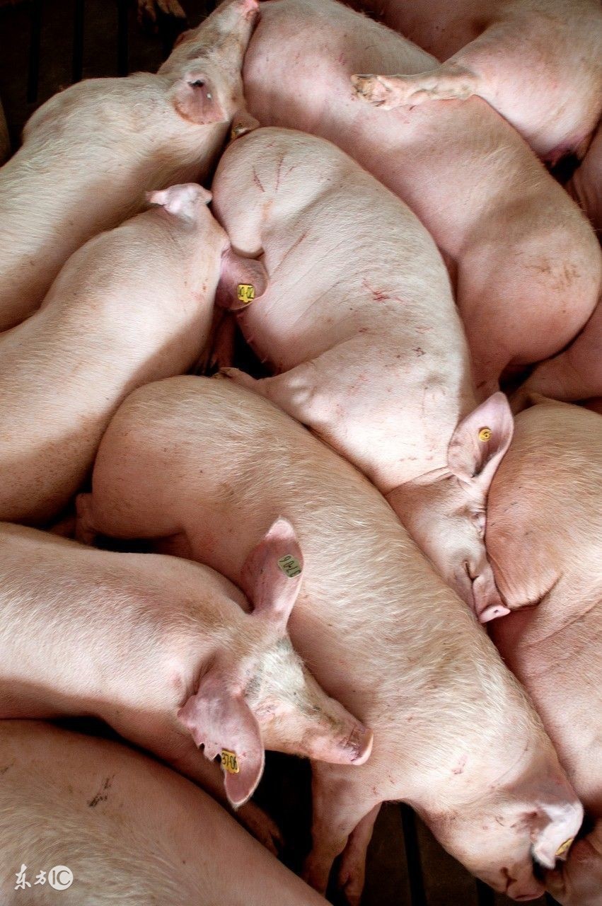 仔猪拉稀后成僵猪了怎么治疗,仔猪拉稀拉绿便怎么治