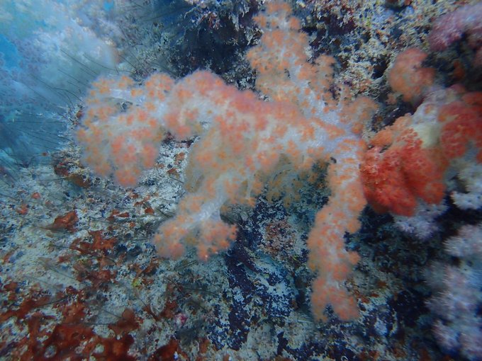 帕劳旅行全攻略,帕劳旅行攻略最佳方案