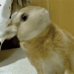 养只兔子做宠物怎么样,养兔子当宠物的注意事项和禁忌