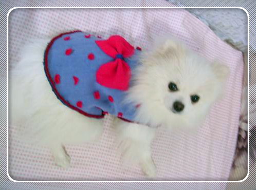 天冷了给宠物做衣服,教你几招给自家狗狗做衣服