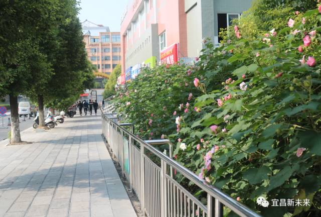 你眼中的三峡是怎么样的,三峡职院有什么专业