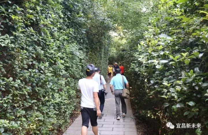 你眼中的三峡是怎么样的,三峡职院有什么专业