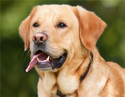 纯种拉布拉多幼崽特征,纯种拉布拉多犬有什么特征