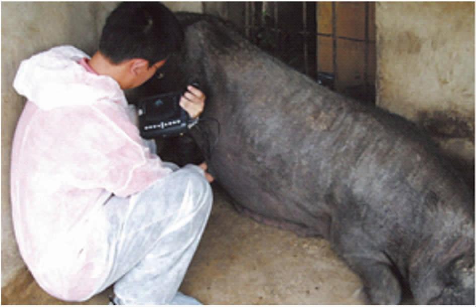 B超对猪场的生产中的应用