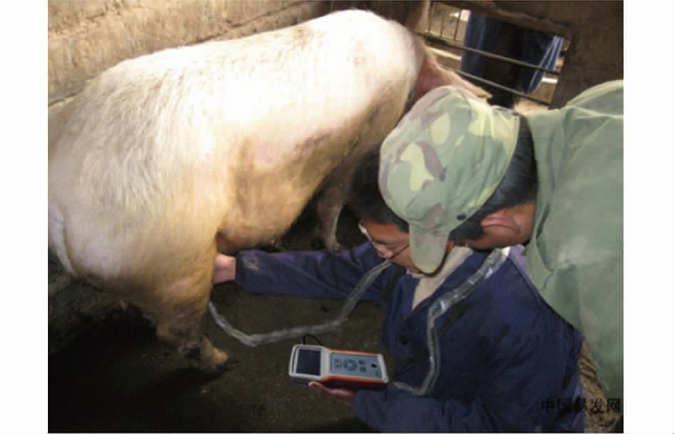B超对猪场的生产中的应用