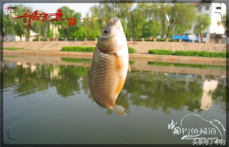 陪伴孩子的野餐,周末家庭式野餐陪伴家人