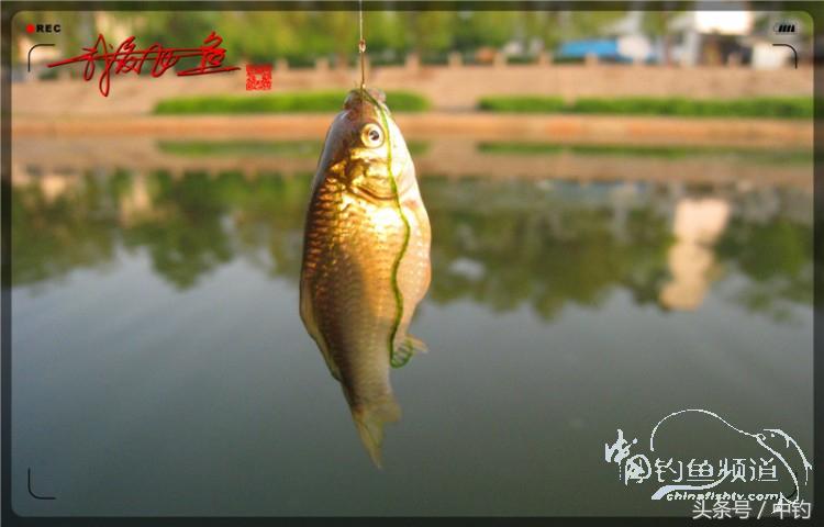 陪伴孩子的野餐,周末家庭式野餐陪伴家人