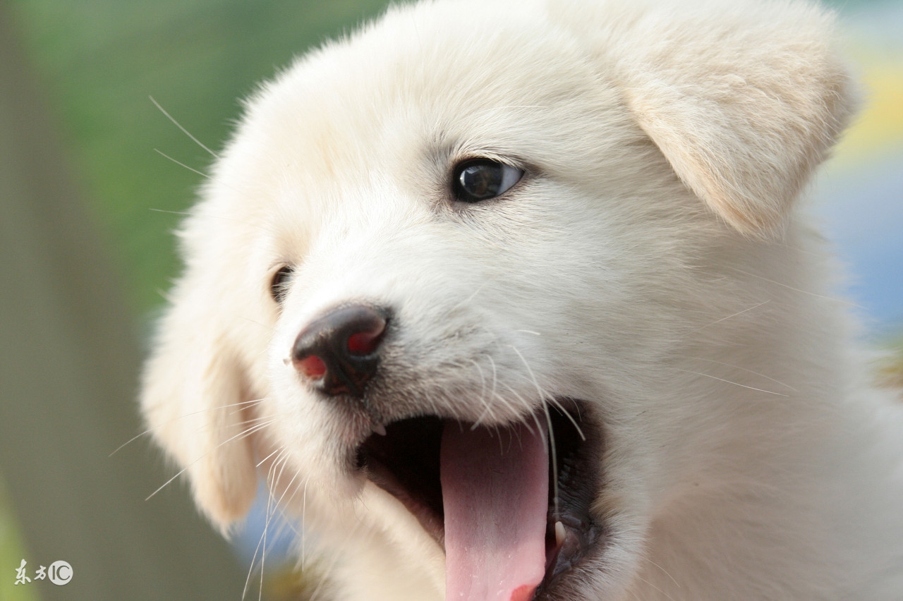 狗狗呕吐拉稀有眼屎是怎么回事,狗狗拉稀呕吐打什么针好得快