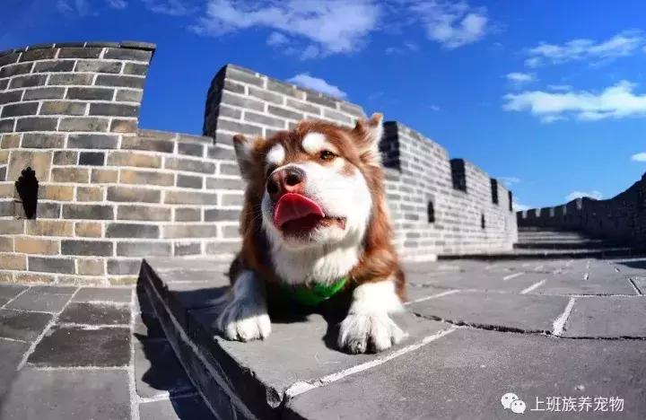 王思聪名媛女友,coco王思聪在一起过吗