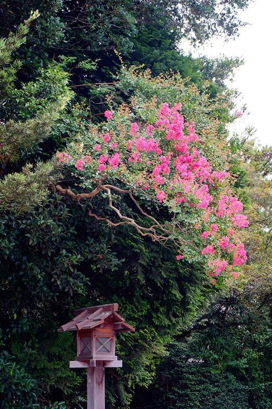 日本关西夏日赏——今夕传媒旅行家出品